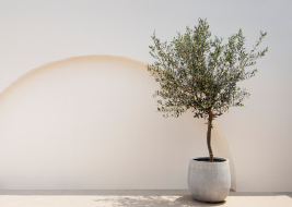 Solid Paints Products